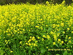 春天油菜花