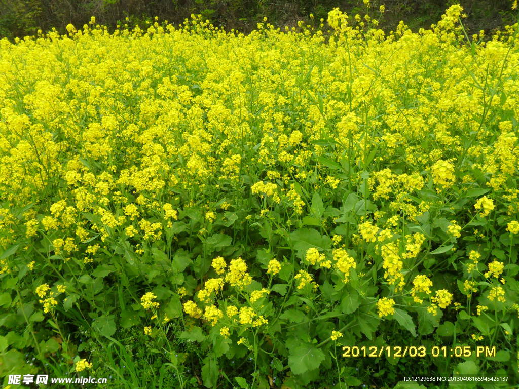 春天油菜花