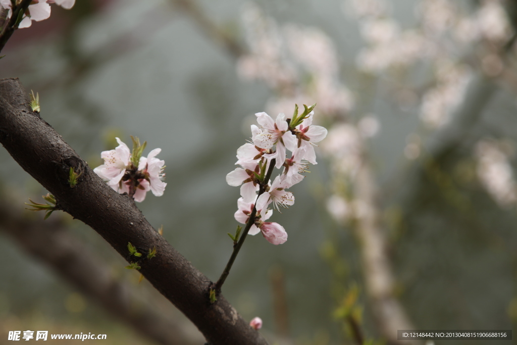 龙冈桃花