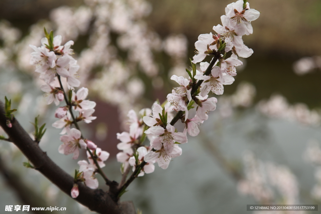 龙冈桃花