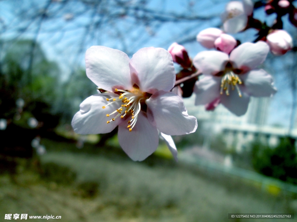 桃花