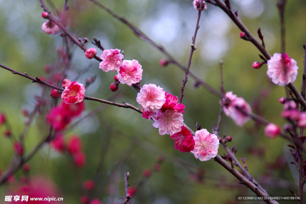 桃花