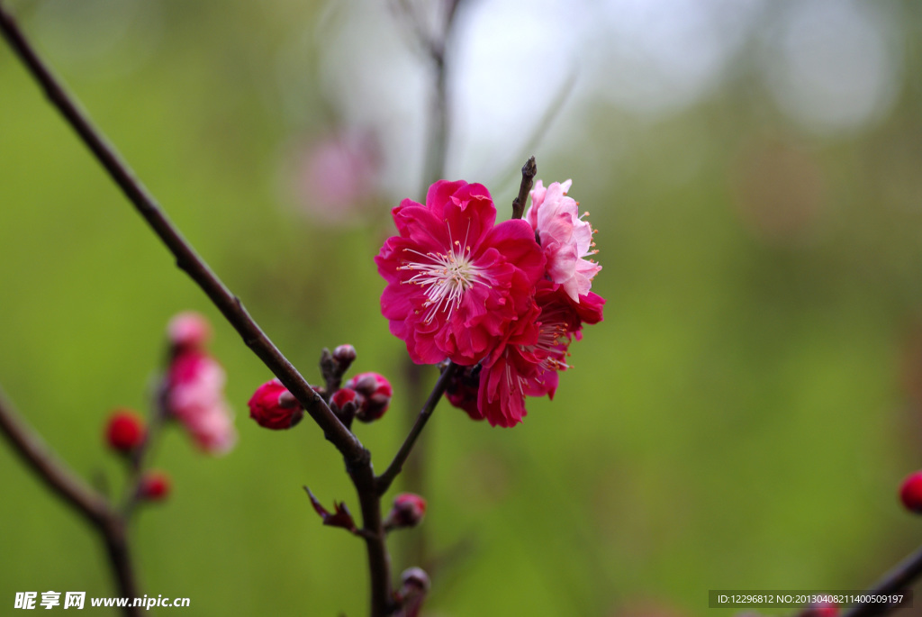 桃花