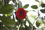 山茶花