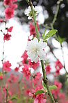 桃花涧