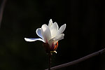 玉兰花