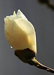 玉兰花