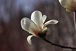 玉兰花