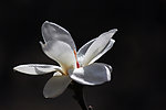 玉兰花