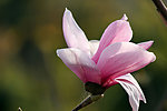 玉兰花