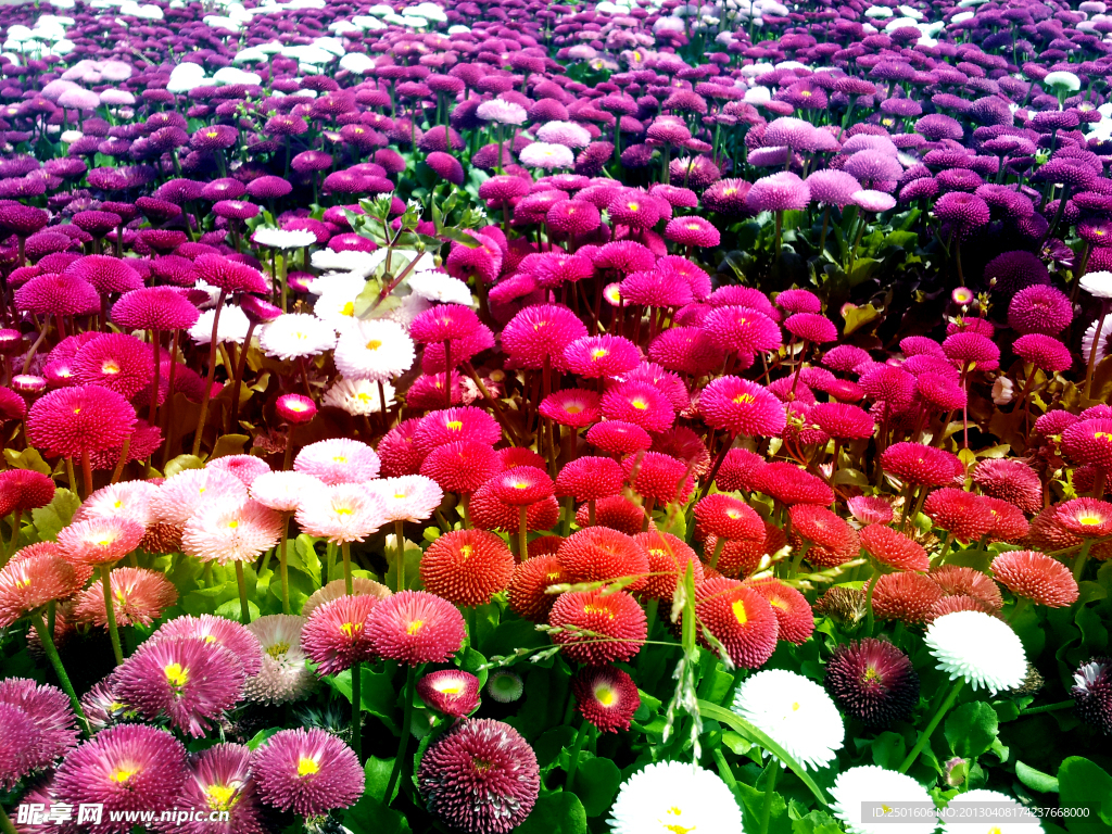 雏菊