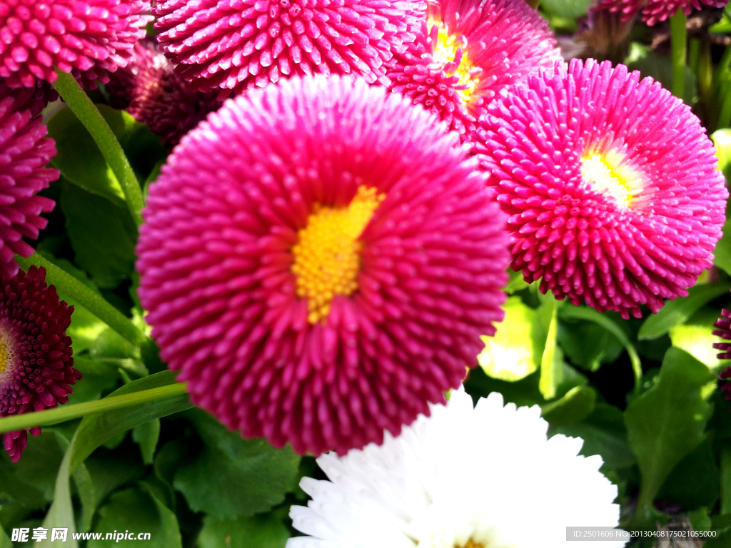 雏菊