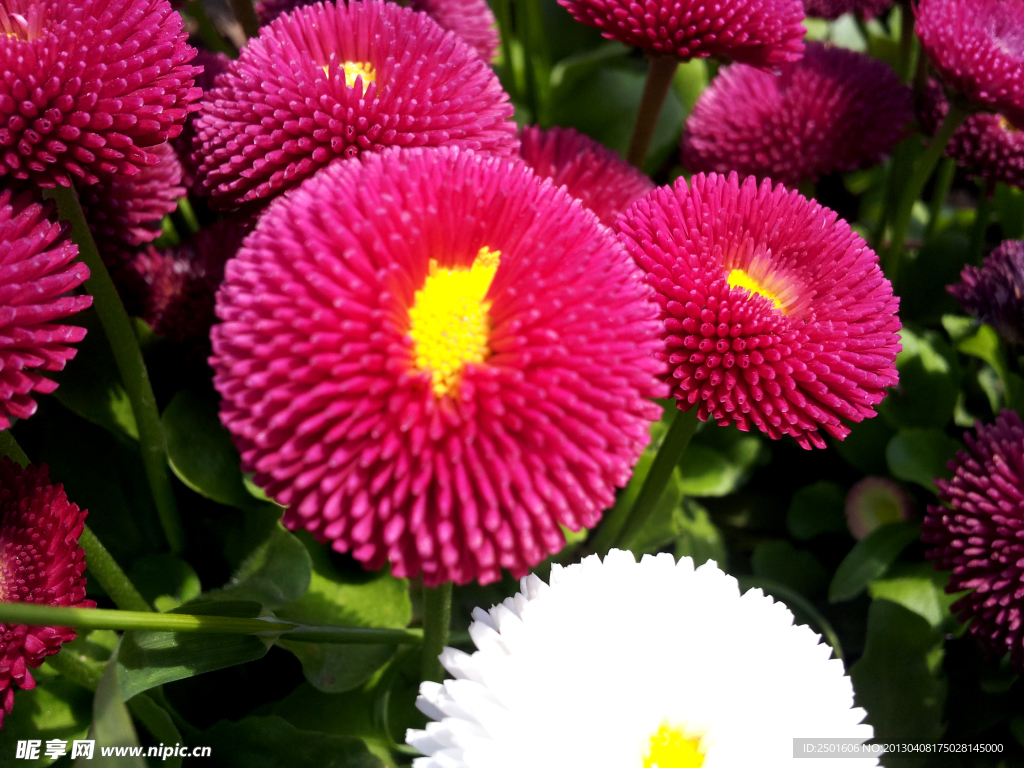 雏菊