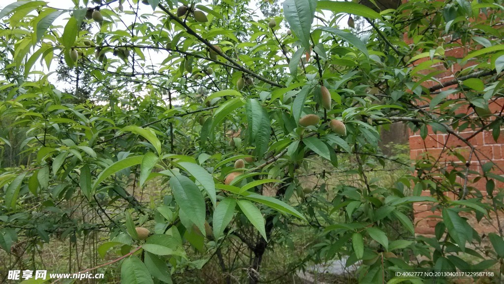 桃树