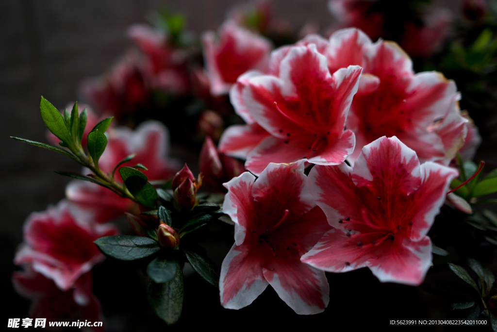 茶花
