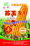 玉米 种子