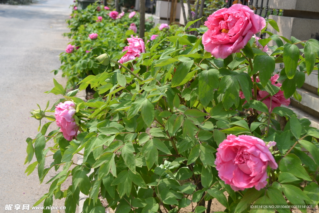 牡丹花