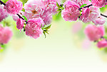 鲜花