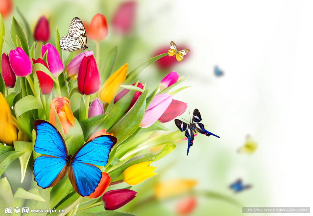鲜花与蝴蝶