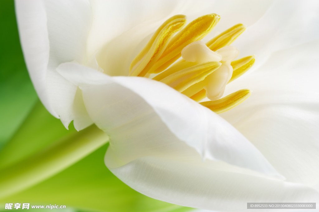 鲜花