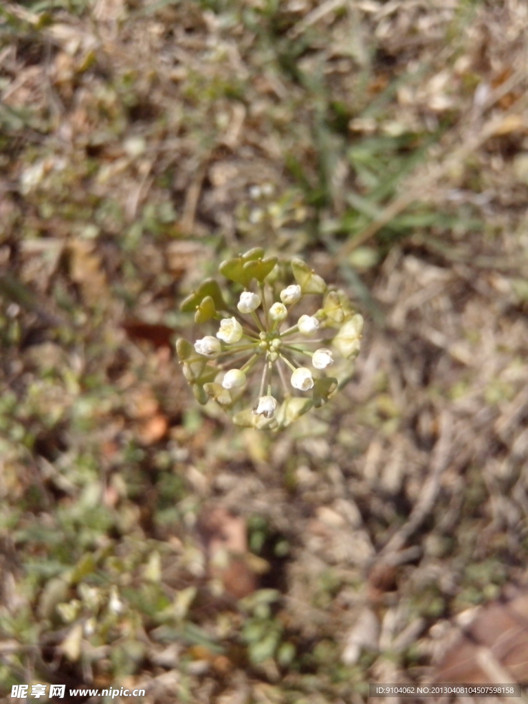 小草