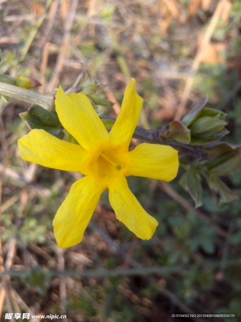 黄花 野花