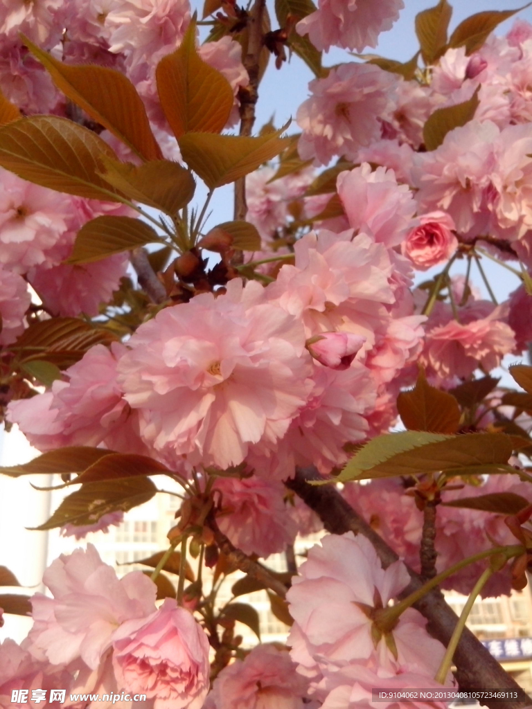 桃花