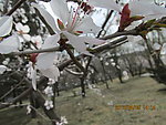 桃花素材