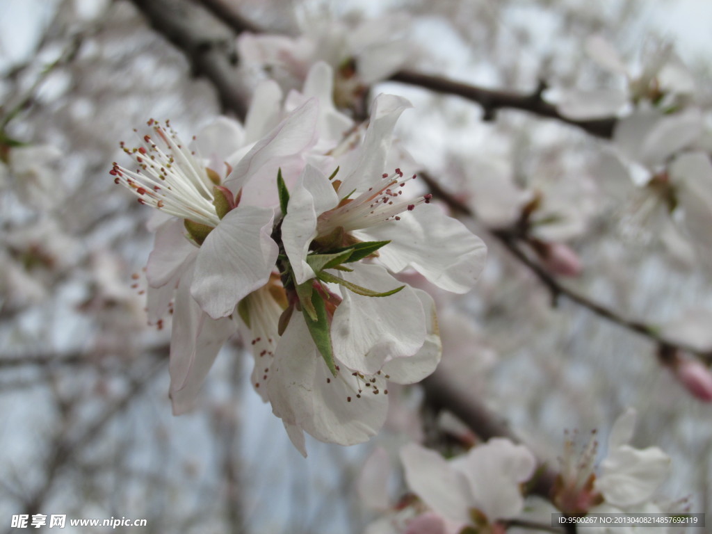 桃花