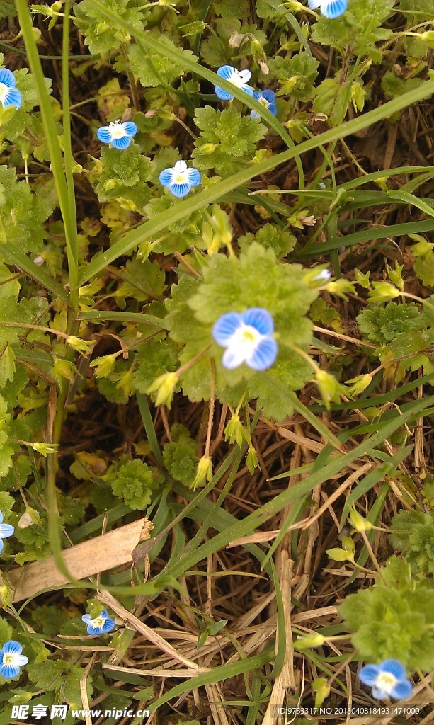 路边小花