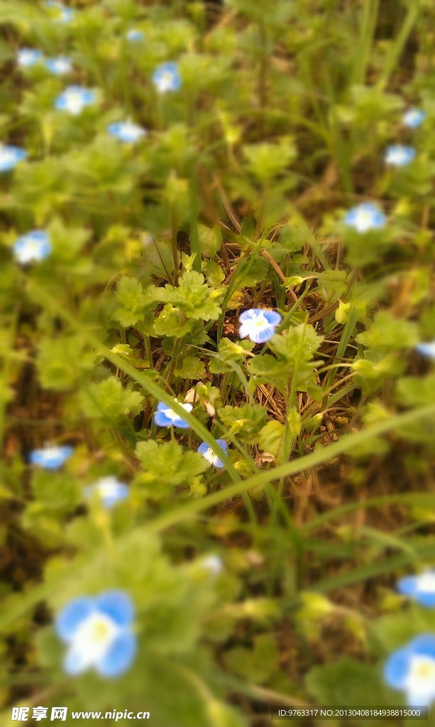 蓝色小花