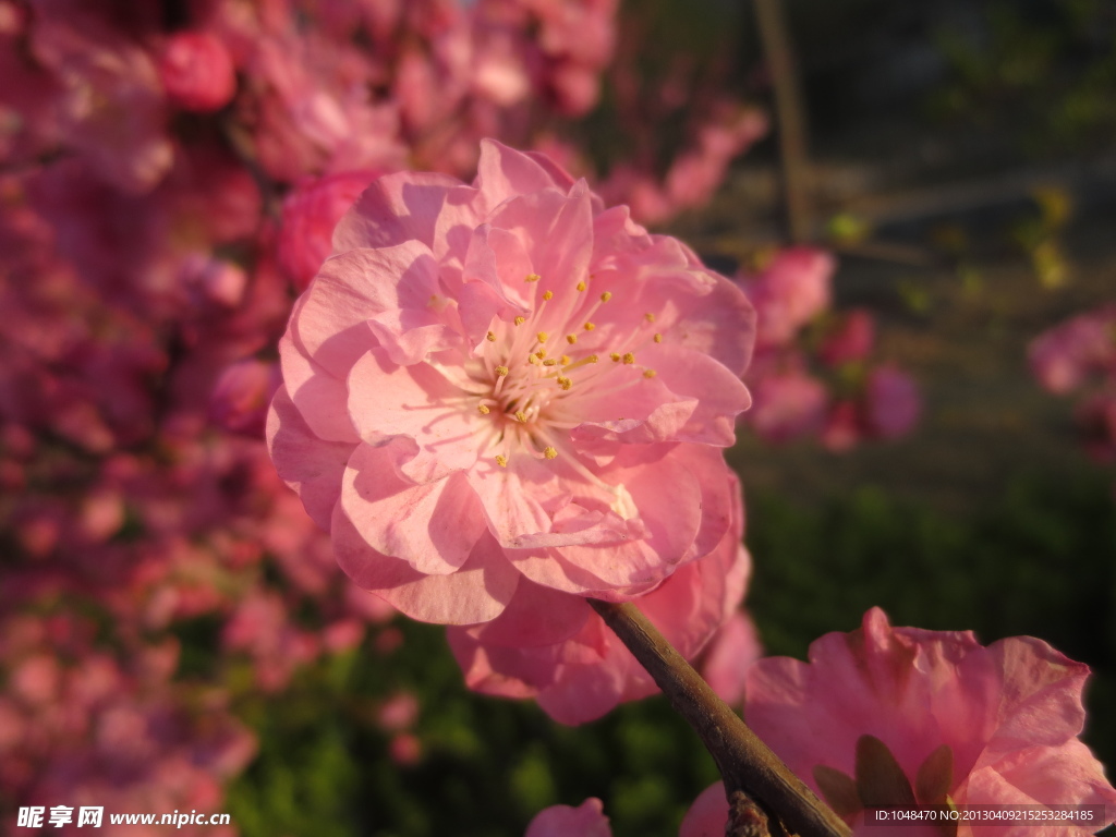 桃花