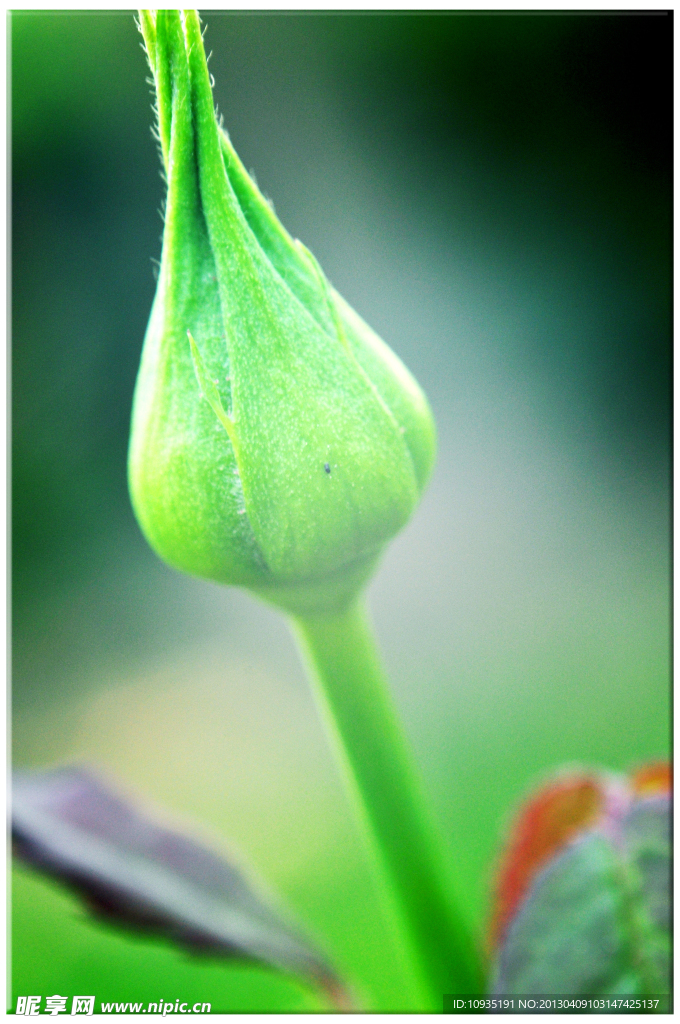 植物月季花