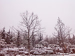 雪景