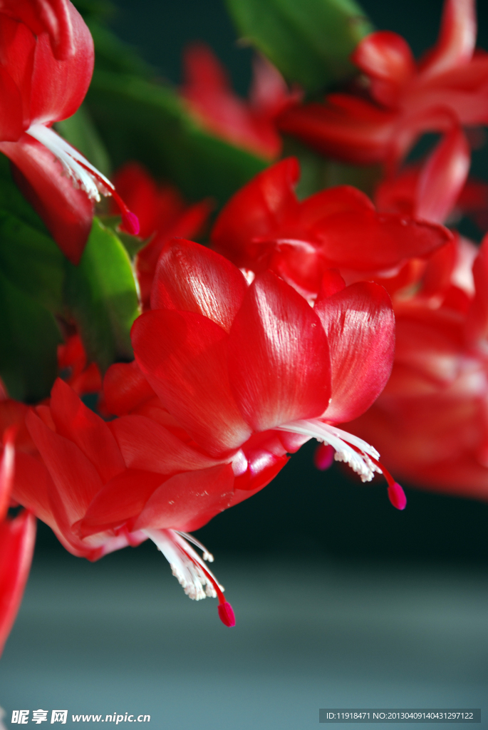 蟹爪兰花
