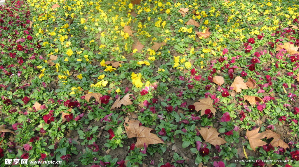 花丛
