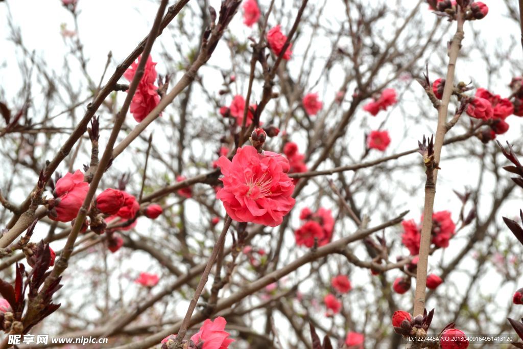 桃花
