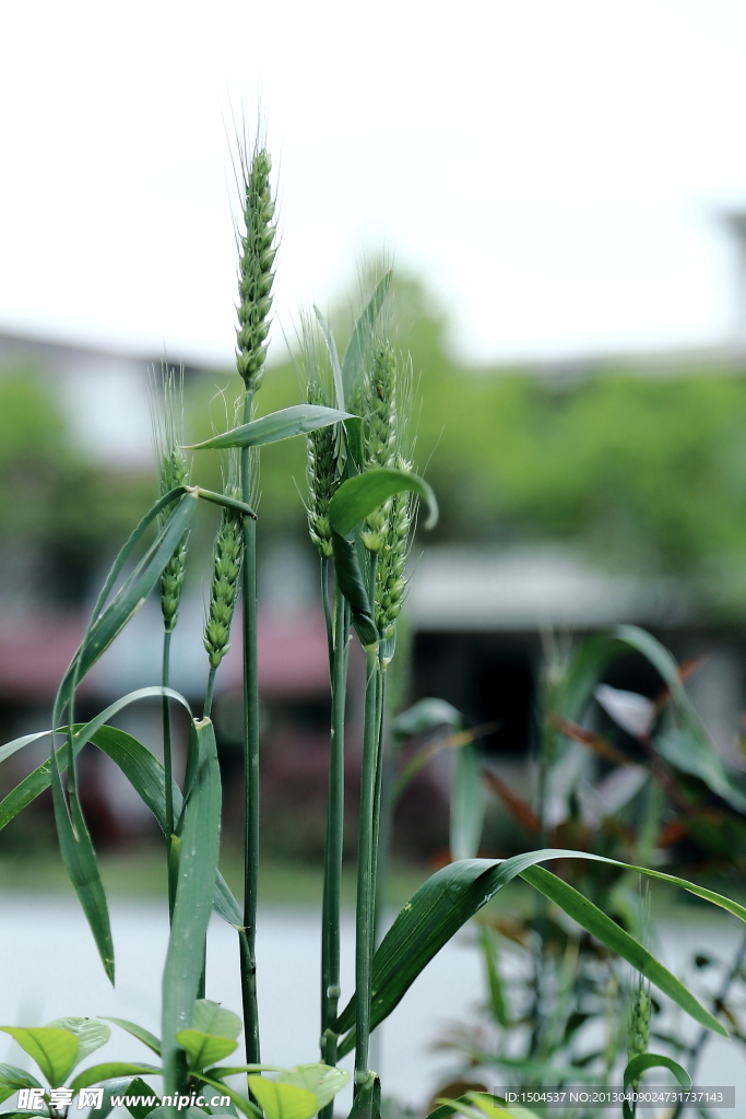 狗尾巴草