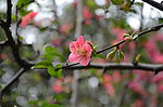 美丽桃花