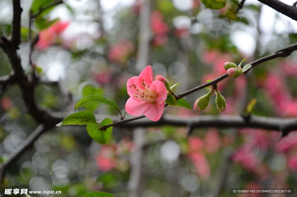 美丽桃花