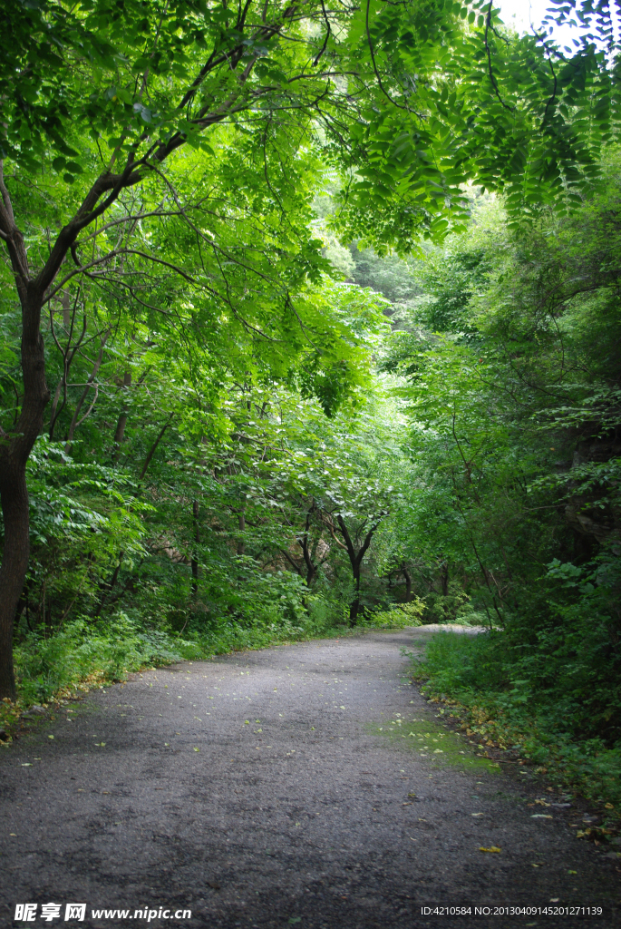 林荫小路