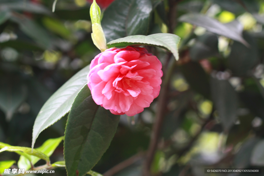 茶花
