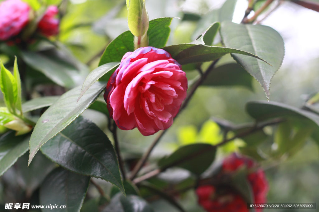 茶花