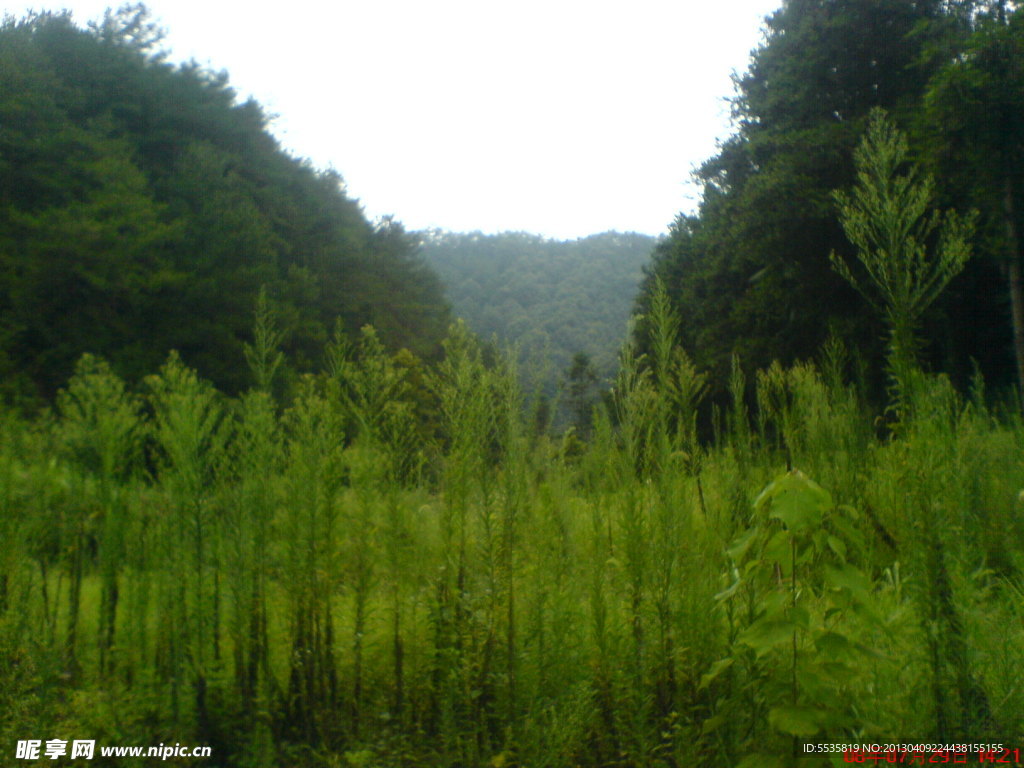 山草风景