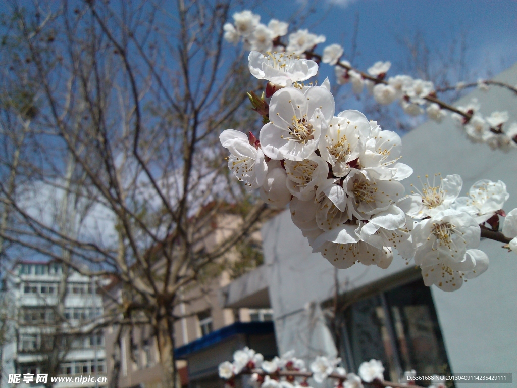 桃花
