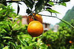 夏橙