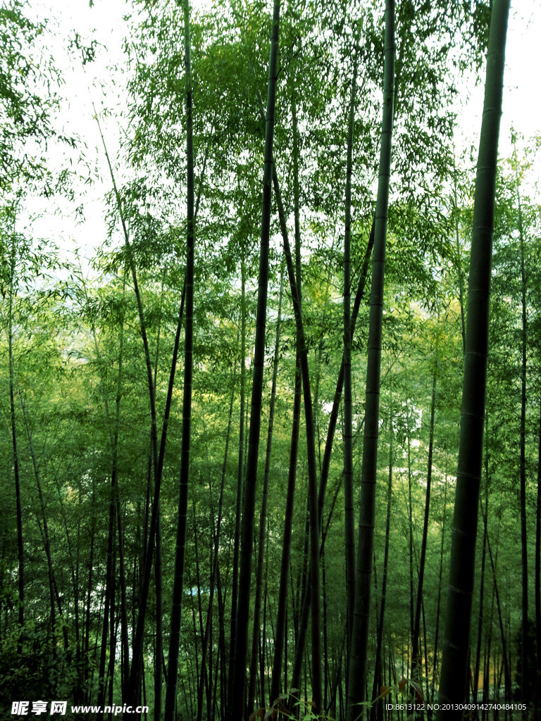 竹林
