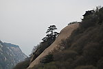 华山 树木 山水