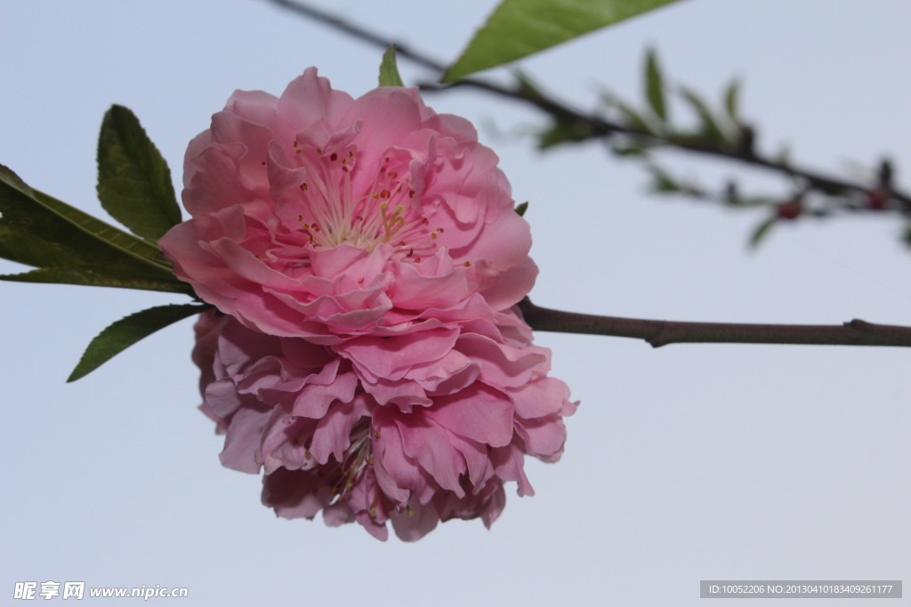 桃花