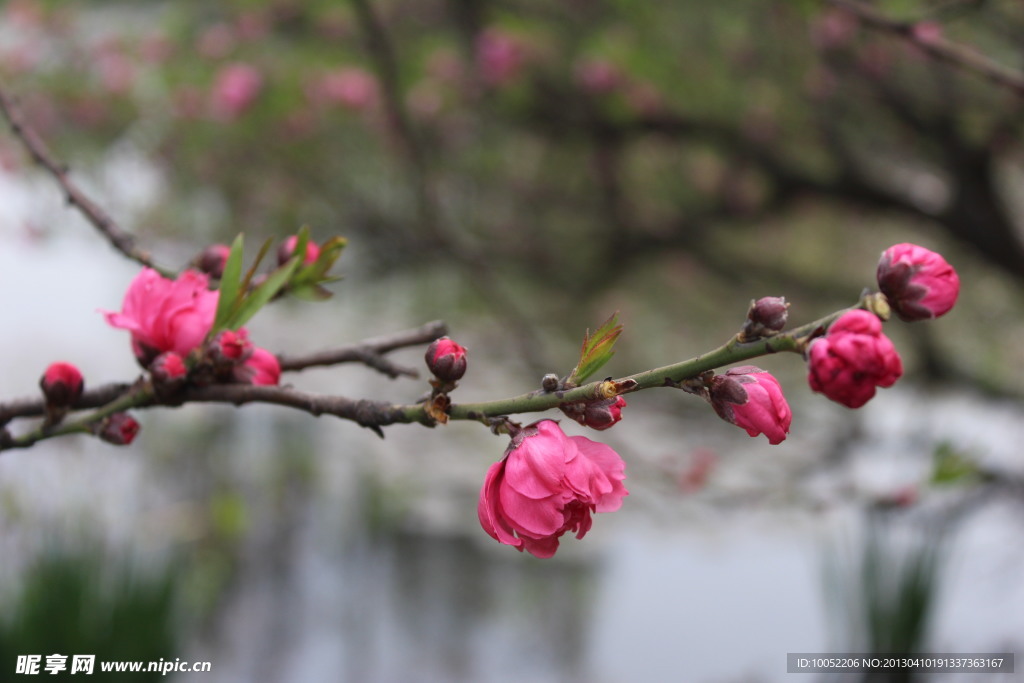 桃花